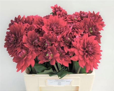 <h4>Dahl Red Runner</h4>