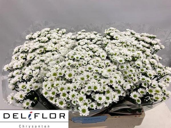 <h4>CHR SAN PIXEL SNOWY</h4>