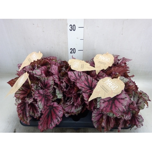 Begonia BD 'MagicColours Lambada'