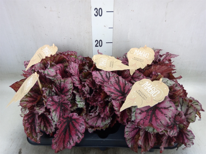 <h4>Begonia BD 'MagicColours Lambada'</h4>