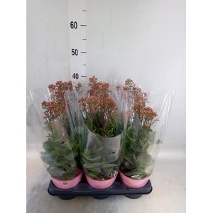 Kalanchoe  'WildFlow Surp Canyon'