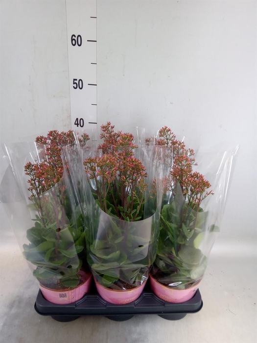 <h4>Kalanchoe  'WildFlow Surp Canyon'</h4>