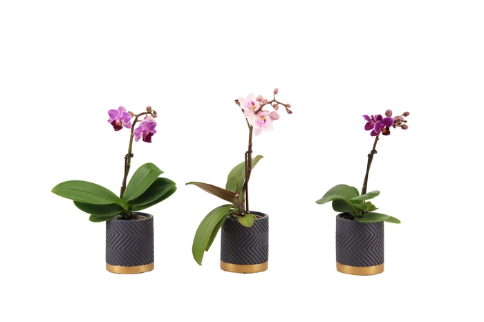 <h4>Groovy Antraciet Tiny Dolls Mix 1T7+ Aqu@</h4>