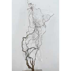 CORYL AV CONTORTA 2 JARIG 140CM