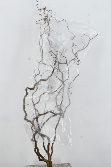 <h4>CORYL AV CONTORTA 2 JARIG 140CM</h4>