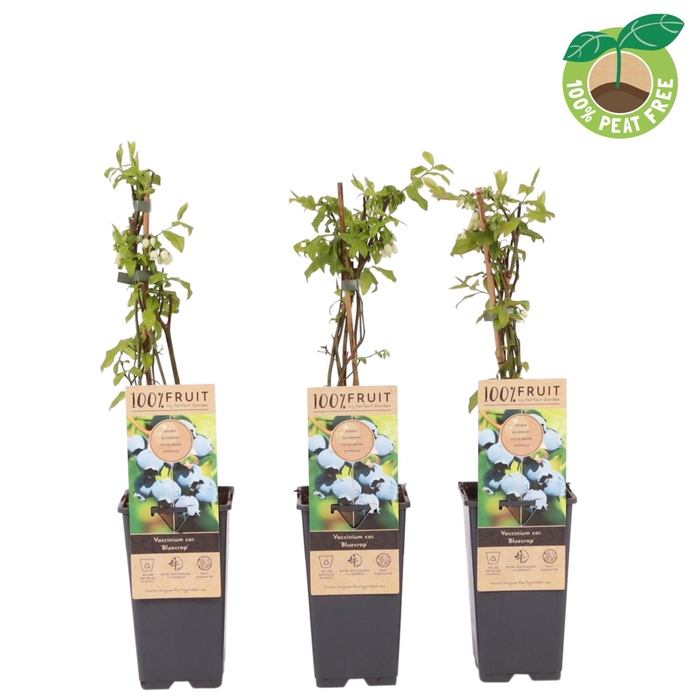 <h4>Vaccinium corymbosum Bluecrop</h4>