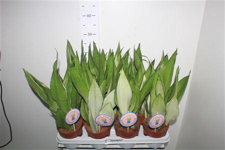 <h4>Sansev Moonshine</h4>