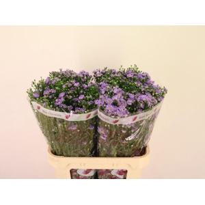 ASTER CASSANDRA 35 GR.