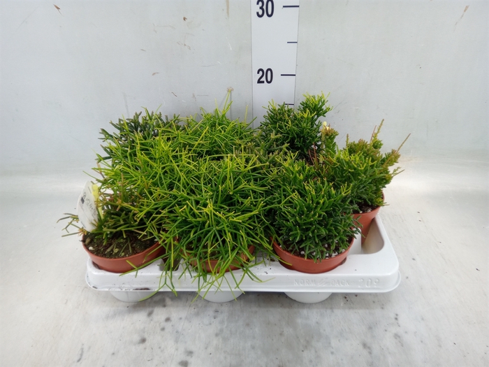 <h4>Rhipsalis   ...mix</h4>