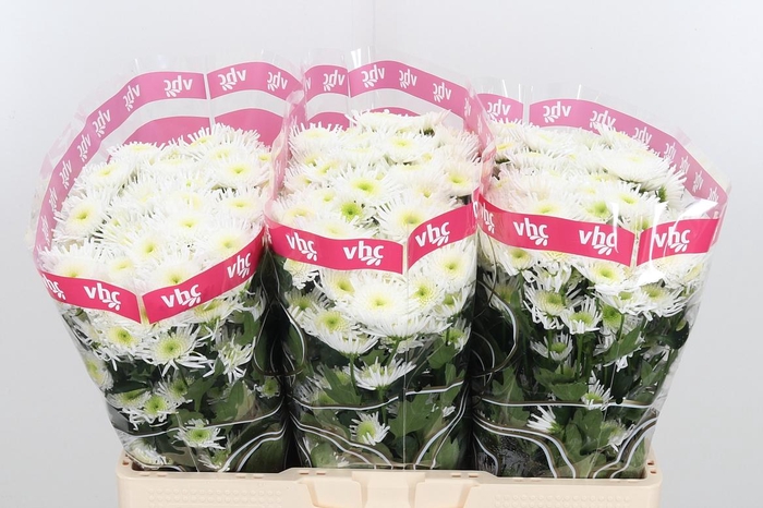 <h4>Chr San Maradona</h4>