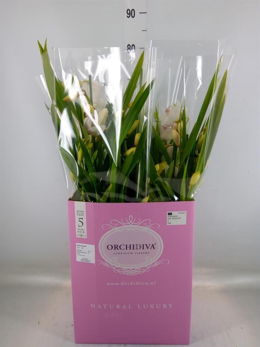 <h4>Cymbidium   ...</h4>
