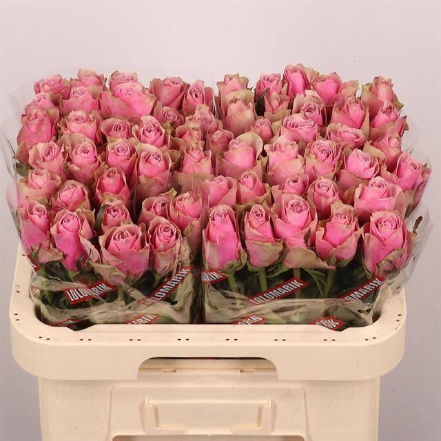 <h4>R GR ATHENA ROYALE</h4>