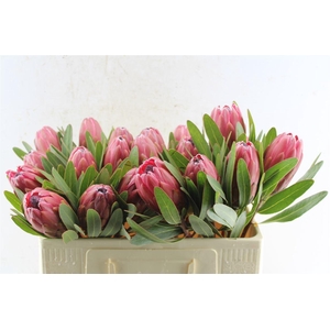 Protea Lancelot