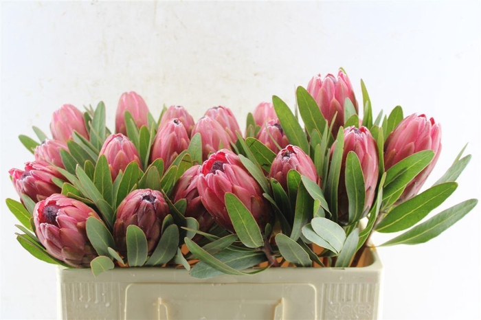 <h4>Protea Lancelot</h4>