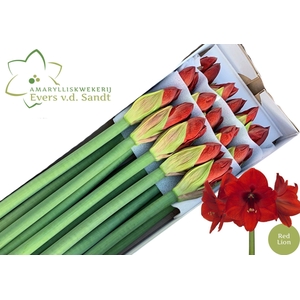 AMARYLLIS RED LION