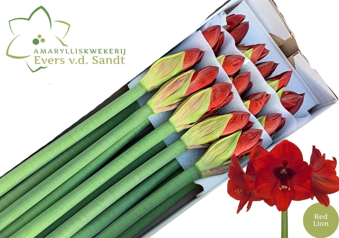 <h4>AMARYLLIS RED LION</h4>