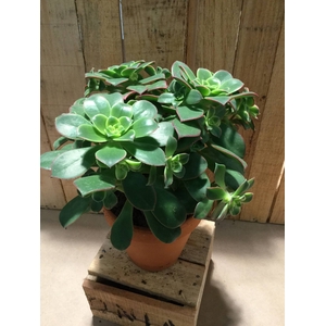 Aeonium Decor.