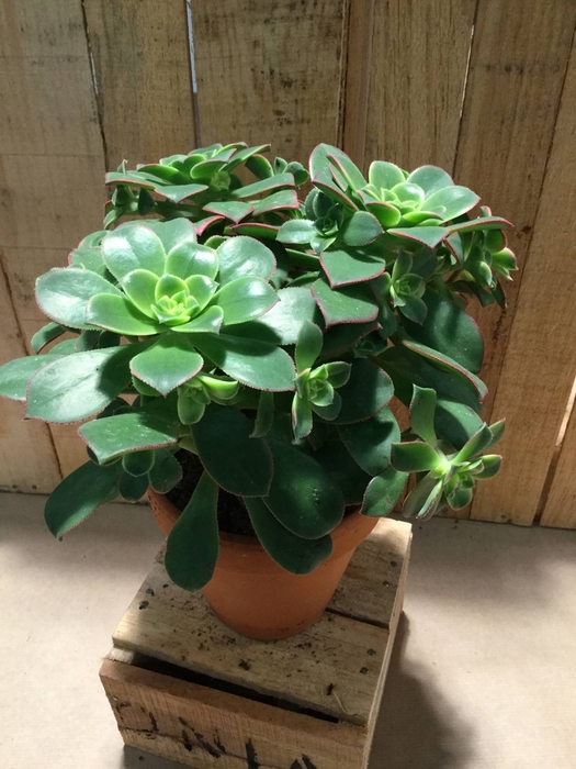 <h4>Aeonium Decor.</h4>