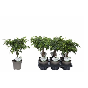 Ficus Maya twisted stam 12Ø 40cm 3pp