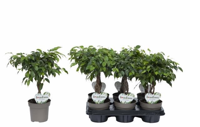 Ficus Maya twisted stam 12Ø 40cm 3pp