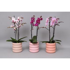 Phal. Multiflora 2-tak mix in keramiek Emily