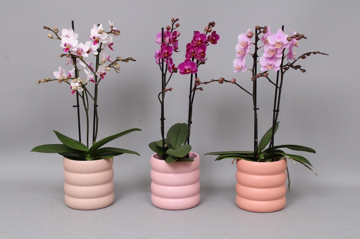 <h4>Phal. Multiflora 2-tak mix in keramiek Emily</h4>