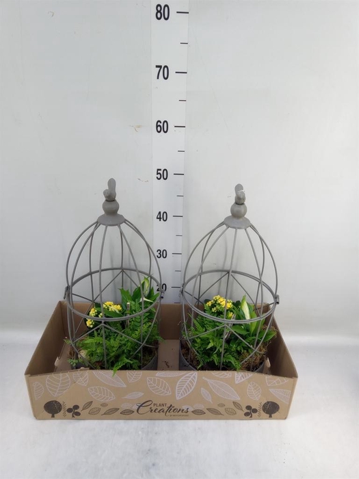 <h4>Arr. Pasen H%</h4>