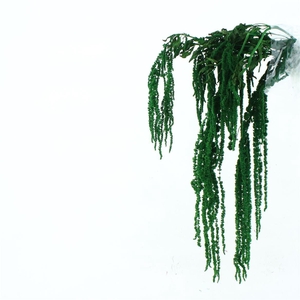 Pres Amaranthus Bleached Green