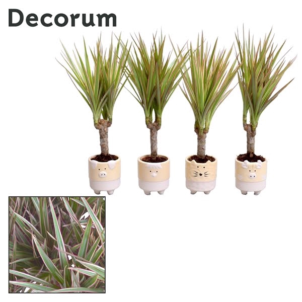 <h4>Dracaena Bicolor op stam in Tommy keramiek (Decorum)</h4>