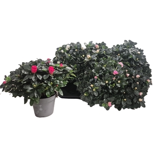 RHODO SI VOGEL GEM