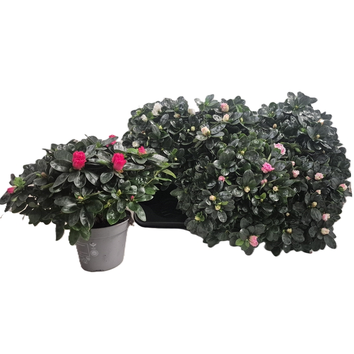 <h4>RHODO SI VOGEL GEM</h4>