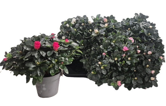 RHODO SI VOGEL GEM