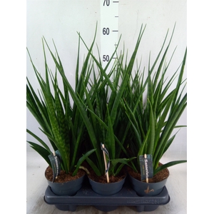 Sansevieria kirkii 'Friends'