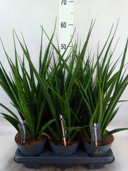 <h4>Sansevieria kirkii 'Friends'</h4>