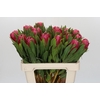 Protea Brenda
