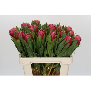 Protea Brenda