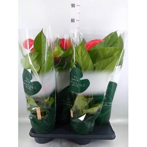 Anthurium andr. 'Melodia Ibis'