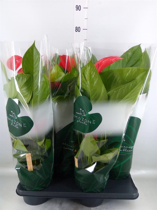 <h4>Anthurium andr. 'Melodia Ibis'</h4>