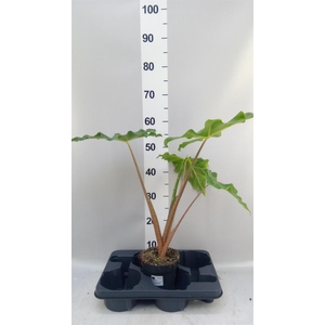 Alocasia   ...