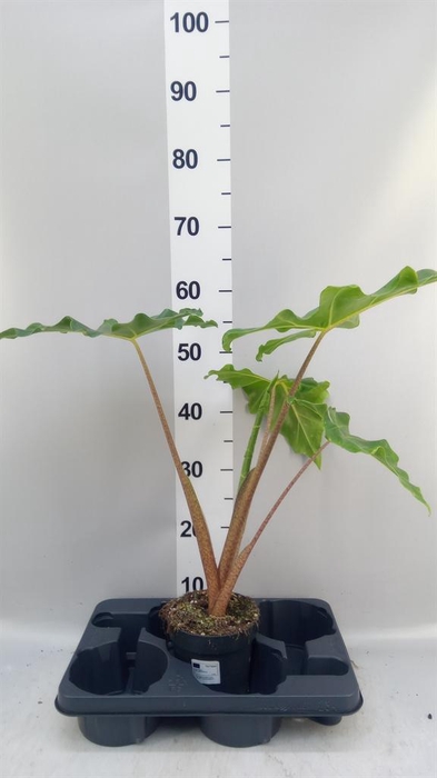 <h4>Alocasia ...</h4>