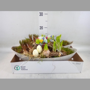 Arr.   Bol/Knolgewas L%