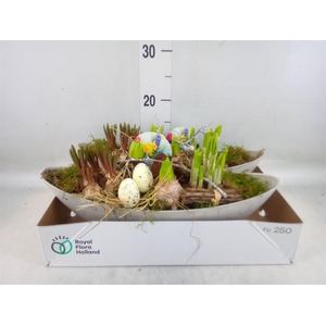 Arr.   Bol/Knolgewas L%