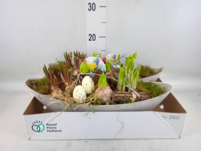 <h4>Arr. Bol/Knolgewas L%</h4>