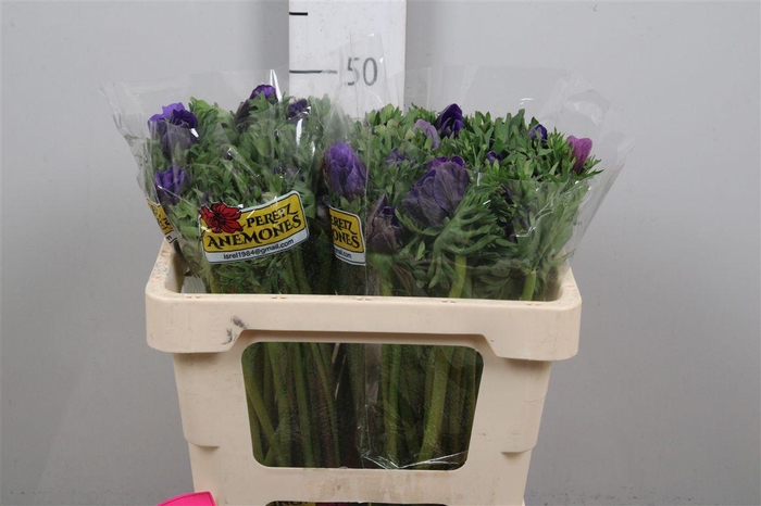 <h4>Anem Co Galil Blauw</h4>