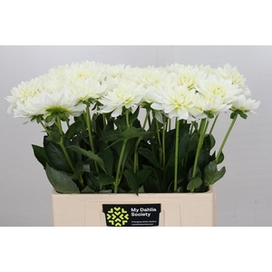 Dahlia Karma M. Zwaan