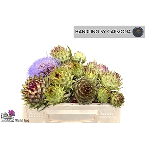 CYNARA CARDUNCULUS