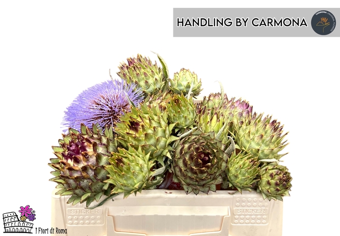 <h4>CYNARA CARDUNCULUS</h4>