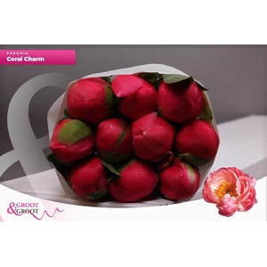 Paeonia Coral Charm | Heavy Quality