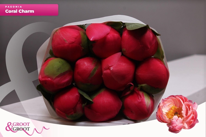 <h4>Paeonia Coral Charm | Heavy Quality</h4>