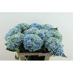 Hydr M Revolution Blue 60-17